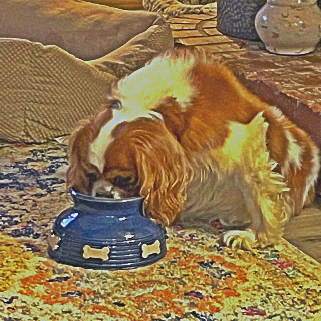 Long Ear Dog Bowl/Spaniel Bowl